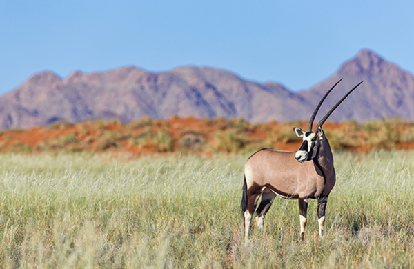 Oryx in the NamibRand Nature Reserve