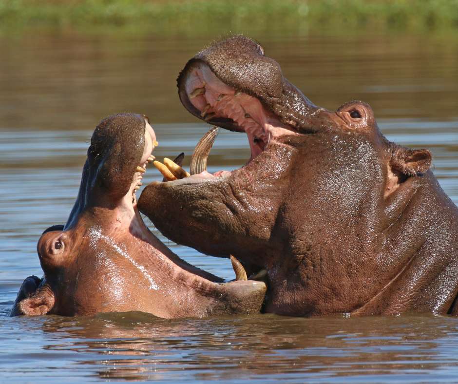 Hippo in the Chobe area