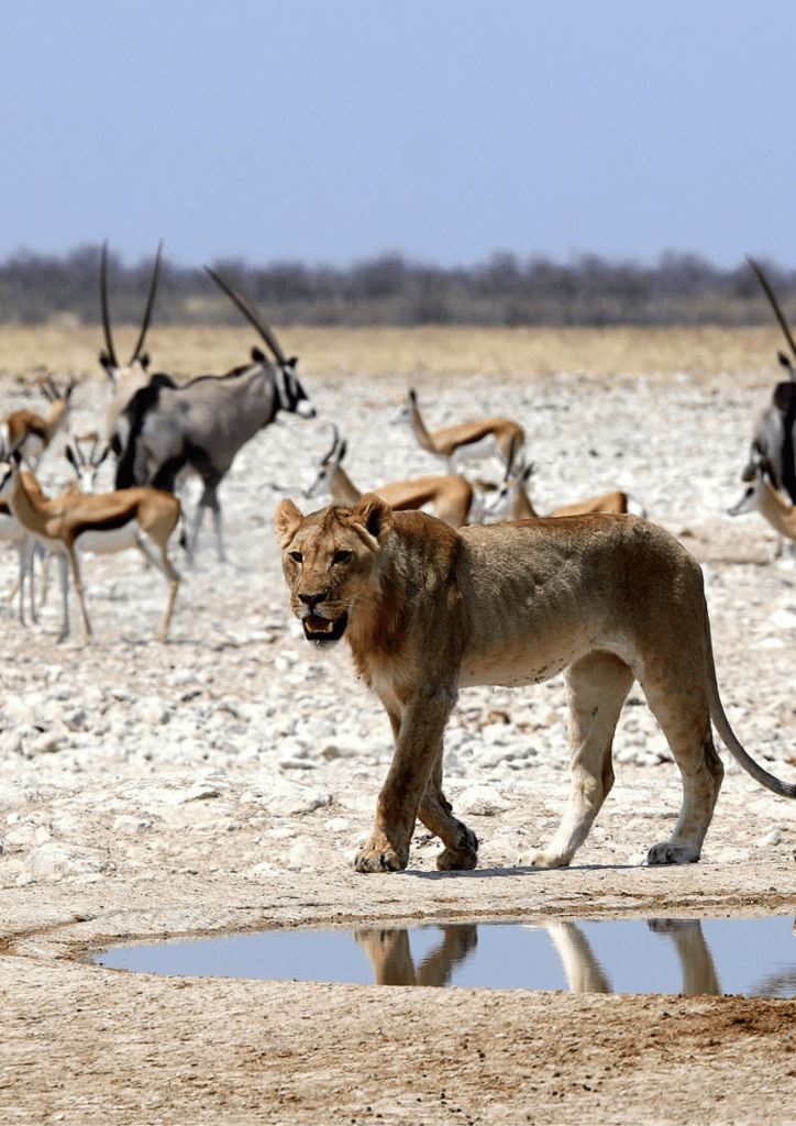 Etosha National Park, Namibia