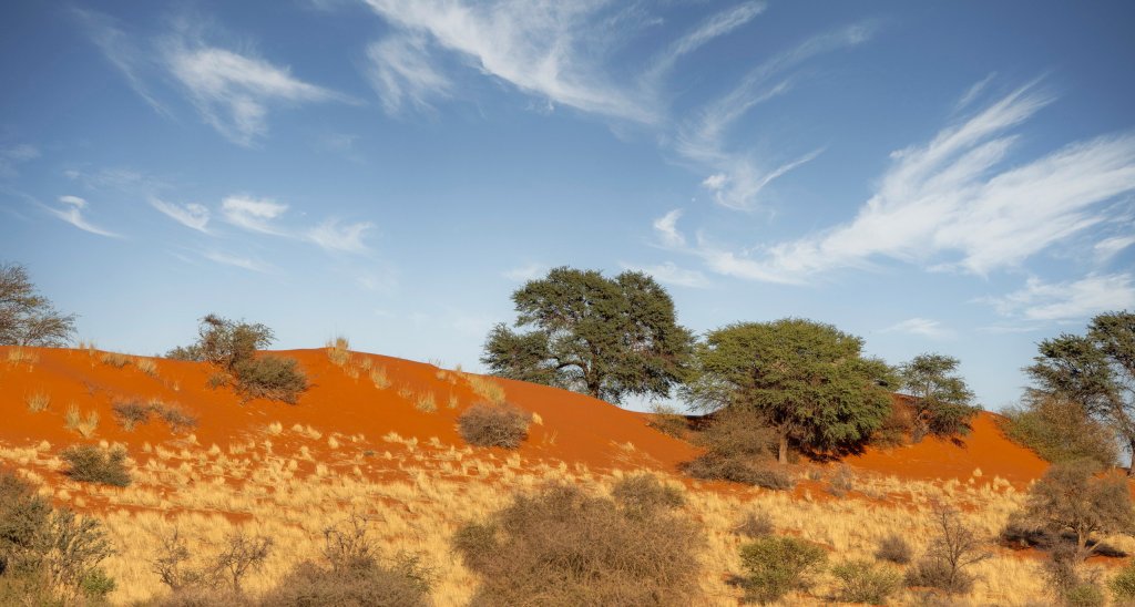 Red Kalahari dunes