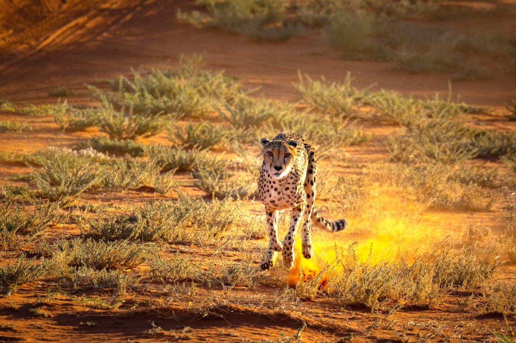 Kalahari wildlife, Namibia