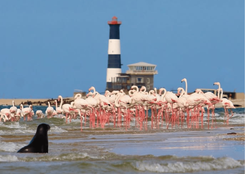 Pelicans at Walvis Bay