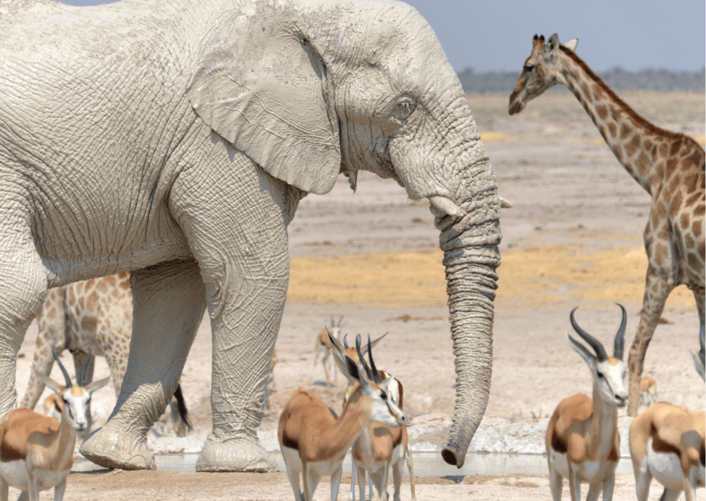 Wildlife in Etosha National Park