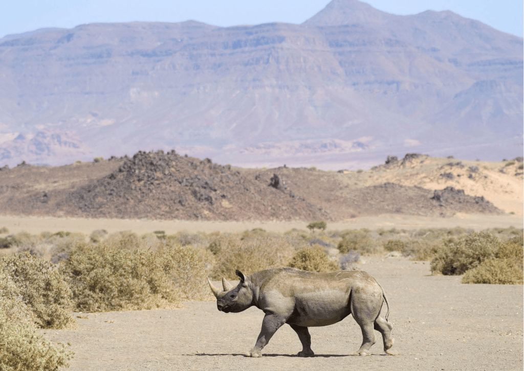 Black rhino in Damaraland