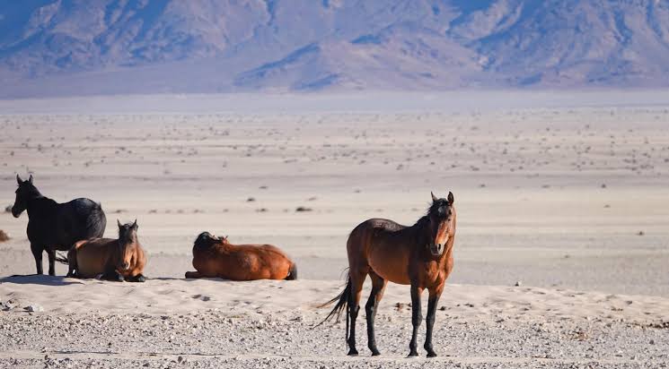 Southern Namibia landscape
