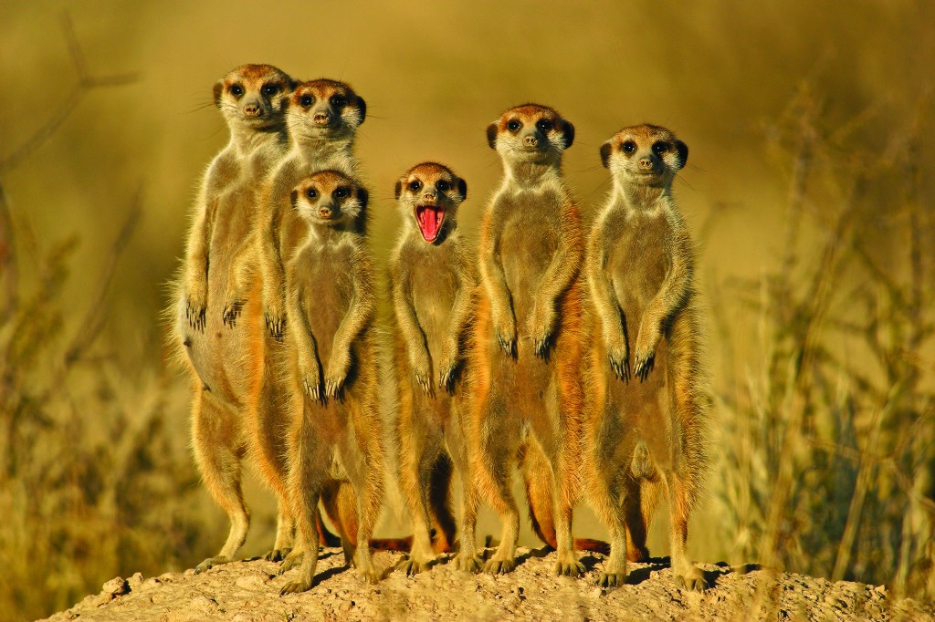 Kgalagadi Transfrontier Park