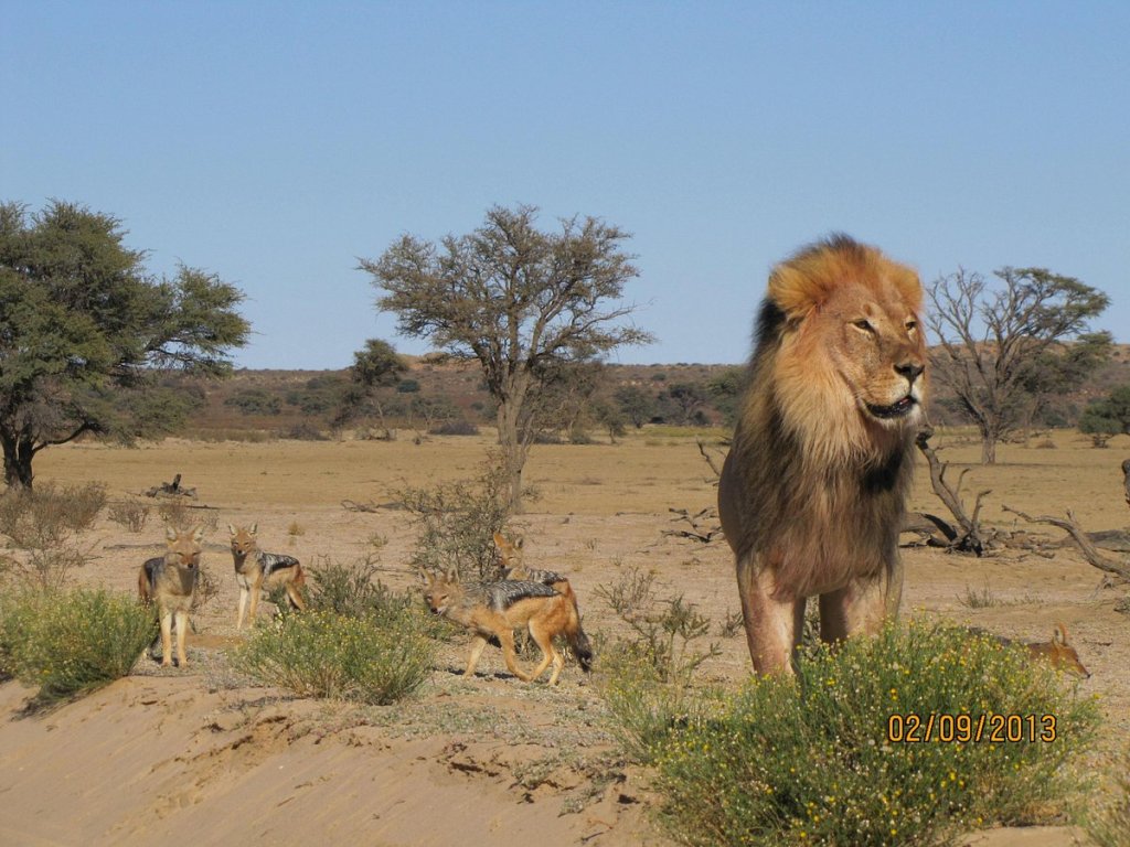 Lions in the Kgalagadi Transfrontier Park