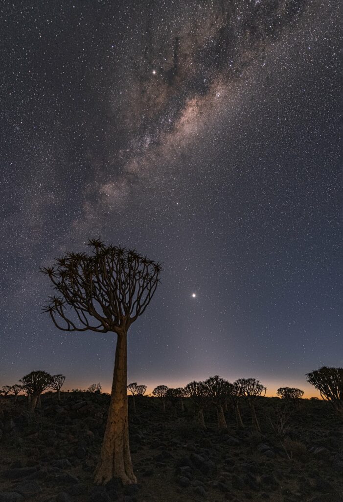 Milky Way over the Quiver Tree Forest