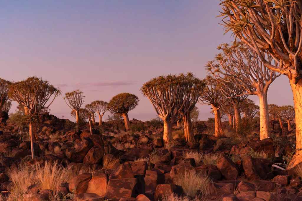 Quiver trees at sunset near Keetmanshoop